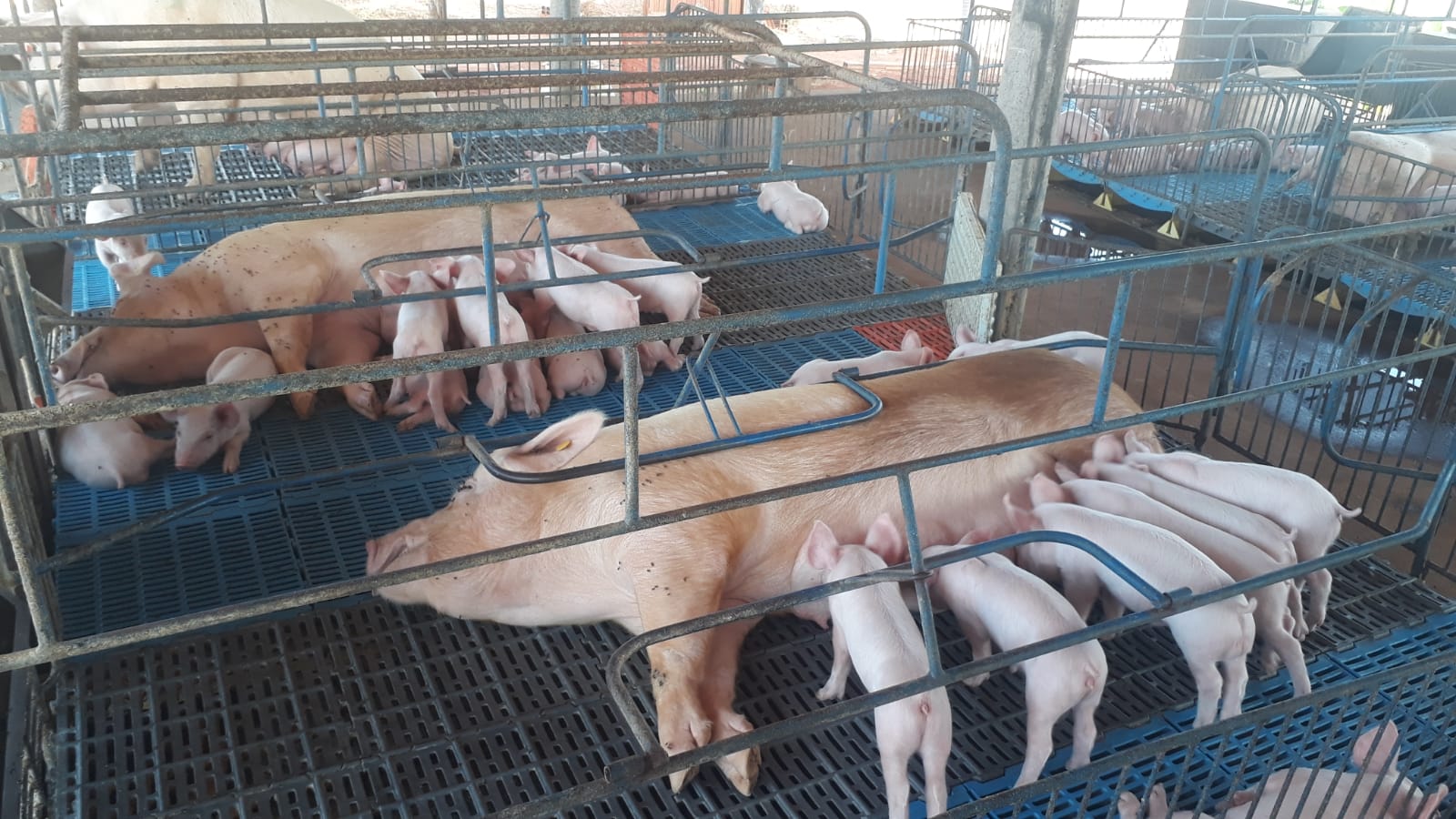 Produtores de suínos recebem consultoria técnica via Mossoró Rural