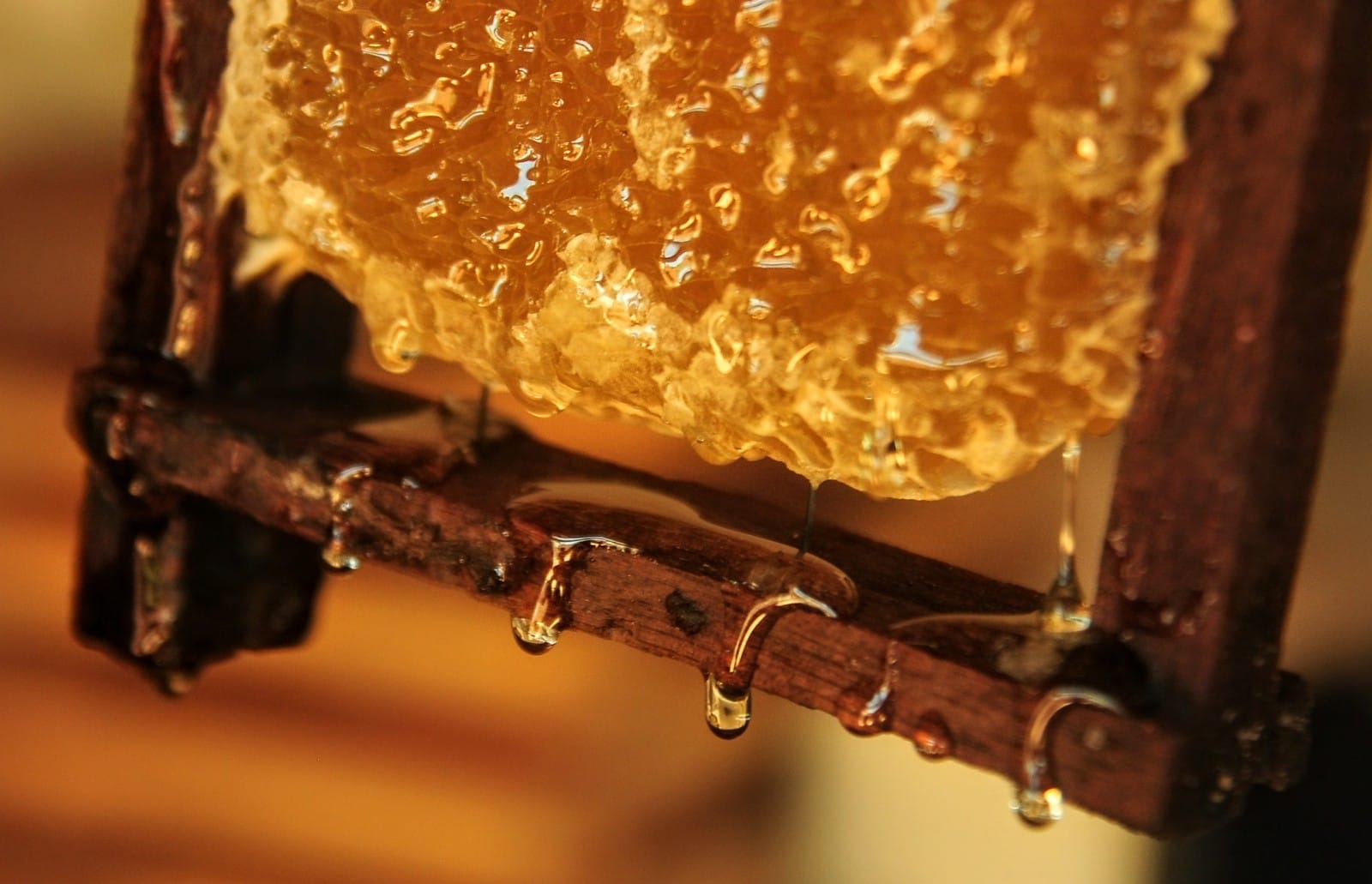 Programa “Mossoró Rural” incentiva produção de mel no campo