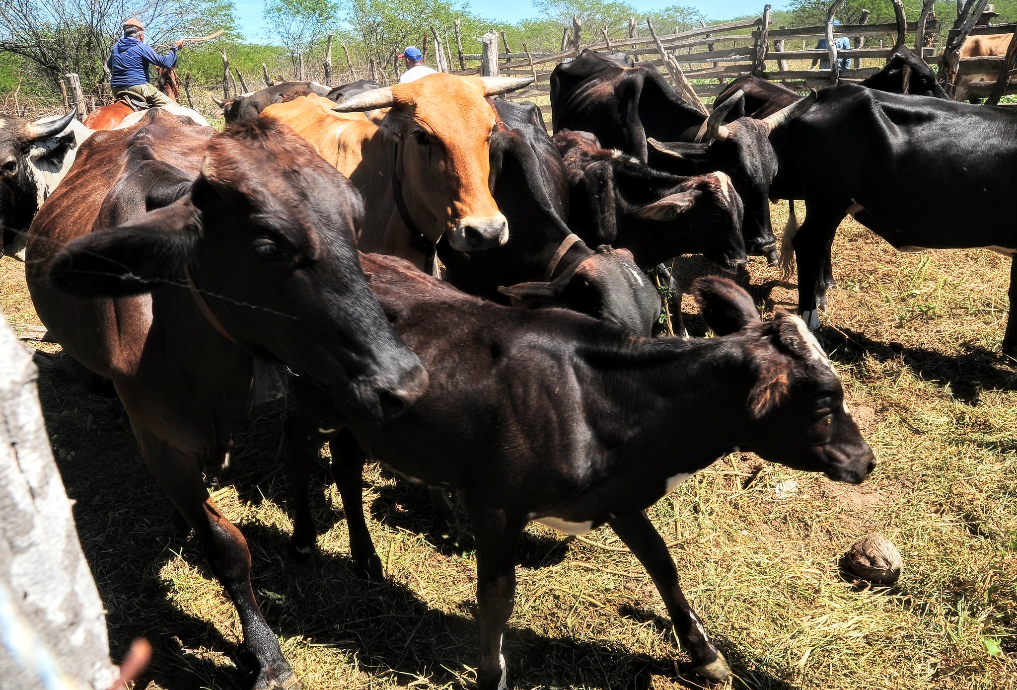 Programa “Mossoró Rural” passará a fornecer inseminação artificial em bovinos