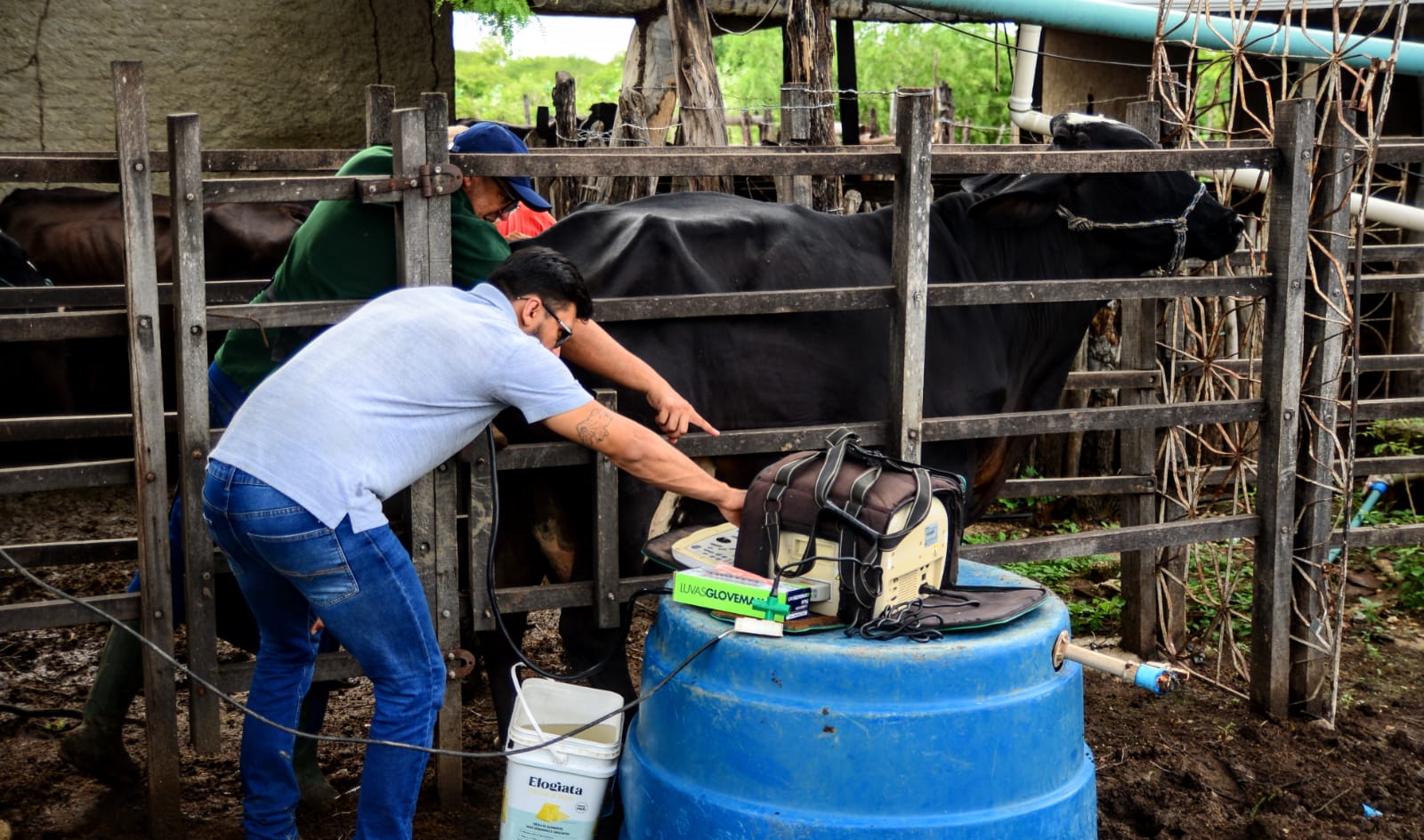 “Mossoró Rural” inicia visitas a produtores rurais beneficiados com melhoramento genético em bovinos