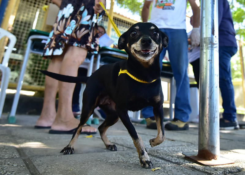 Mossoró inicia Campanha de Vacinação Antirrábica em cães e gatos