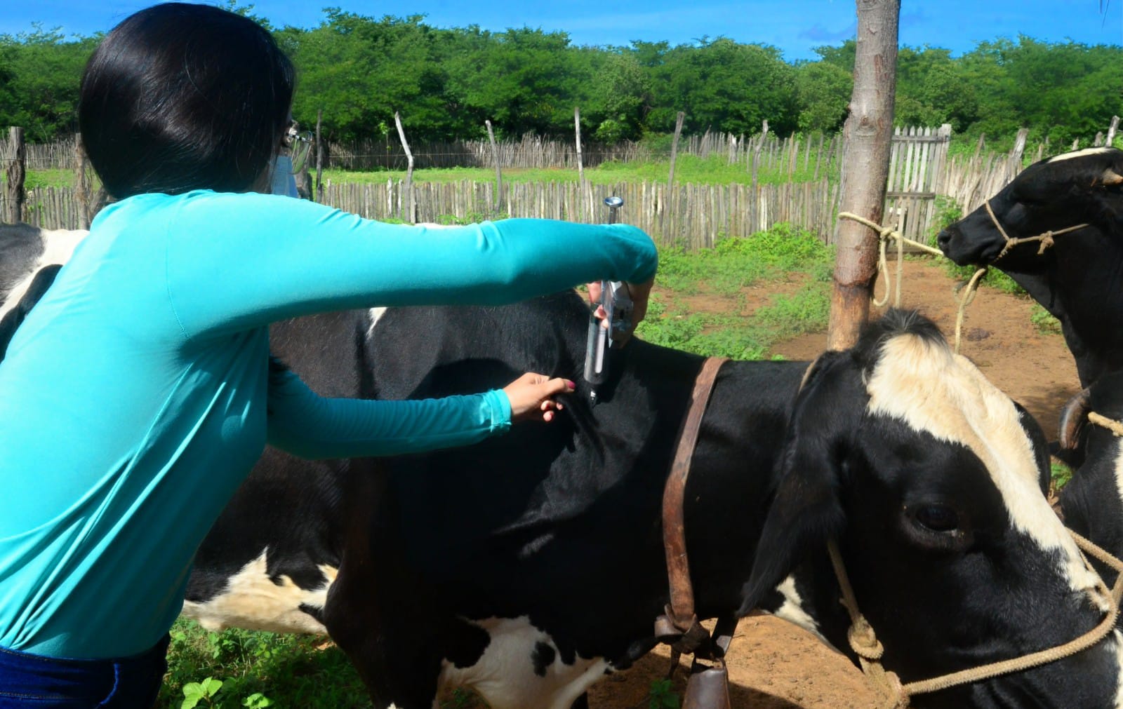 Mais de 500 bovinos são vacinados contra a febre aftosa na primeira semana de campanha em Mossoró